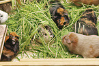 6 guinea pigs