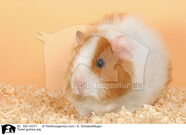 Texel guinea pig / SS-14371