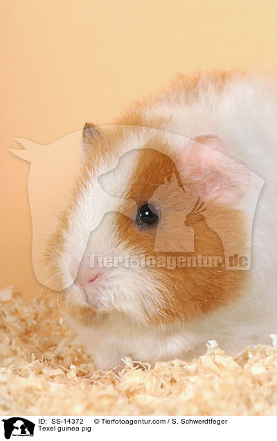Texel guinea pig / SS-14372