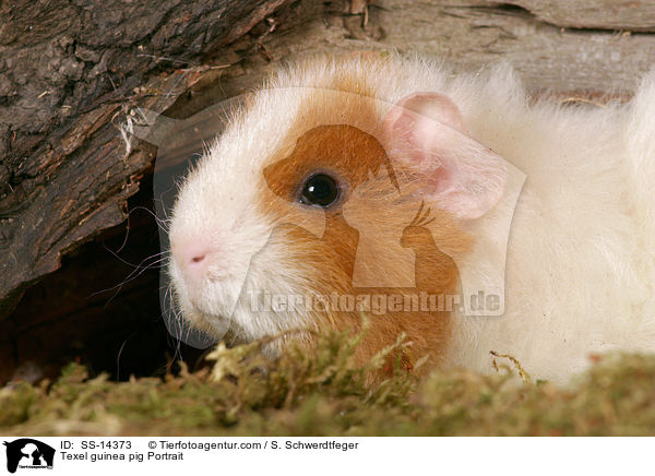 Texel guinea pig Portrait / SS-14373
