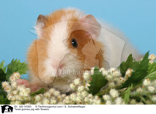 Texel guinea pig with flowers / SS-14383