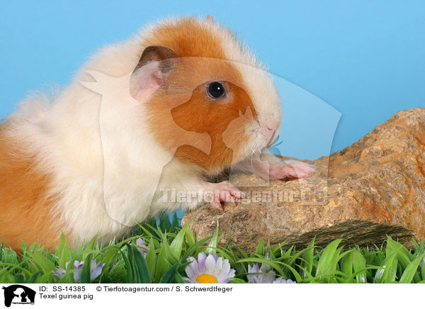 Texel guinea pig / SS-14385