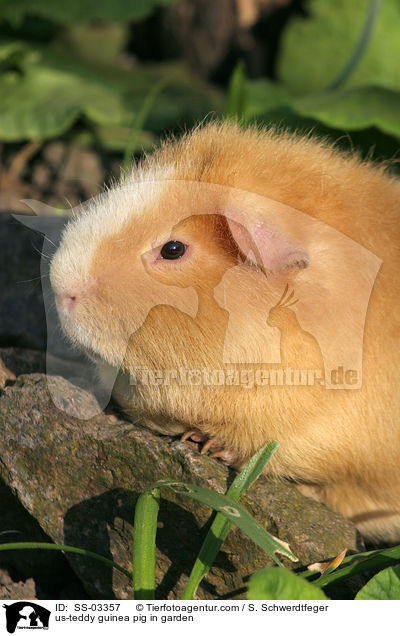 us-teddy guinea pig in garden / SS-03357