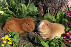 2 guinea pigs in garden