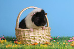 us-teddy guinea pig in basket