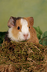young guinea pig