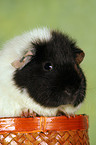 US-Teddy guinea pig in basket