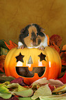 US-Teddy guinea pig in autumn leaves