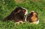 2 US Teddy Guinea Pigs in the meadow