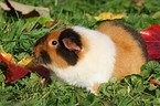 US Teddy guinea pig in the meadow in autumn