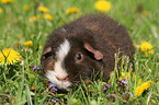 US Teddy guinea pig in a flower field