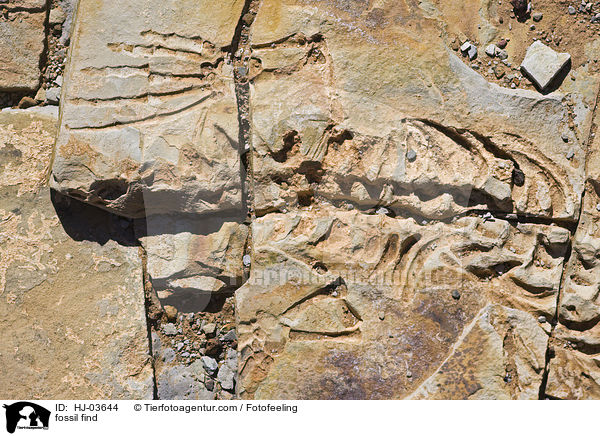 versteinertes Mesosaurus Fossil / fossil find / HJ-03644