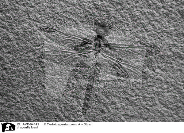 dragonfly fossil / AVD-04142