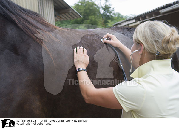 veterinarian checks horse / NN-06808