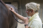 veterinarian sounds horse