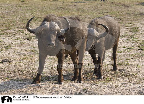 African buffalo / WS-02541