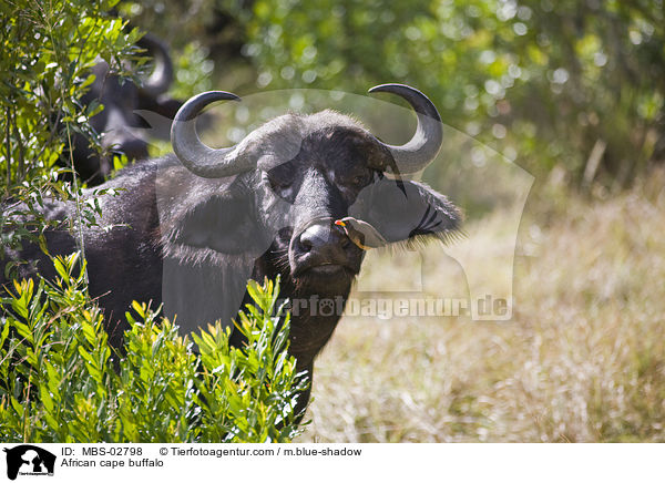 African cape buffalo / MBS-02798