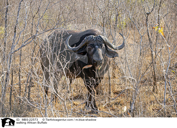 walking African Buffalo / MBS-22573