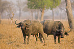 cape buffalos