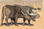 cape buffalos