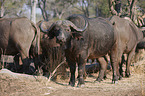Cape buffalos