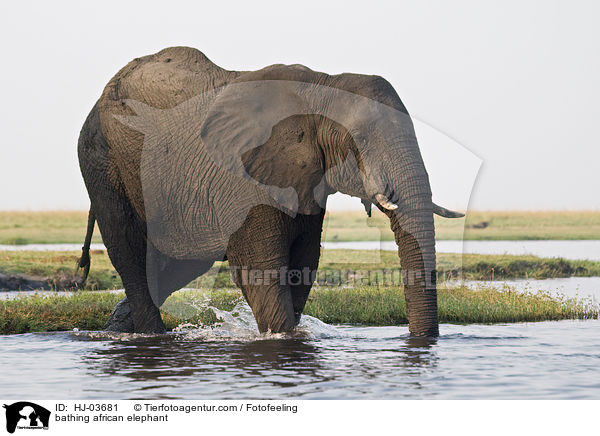 badender Afrikanischer Elefant / bathing african elephant / HJ-03681