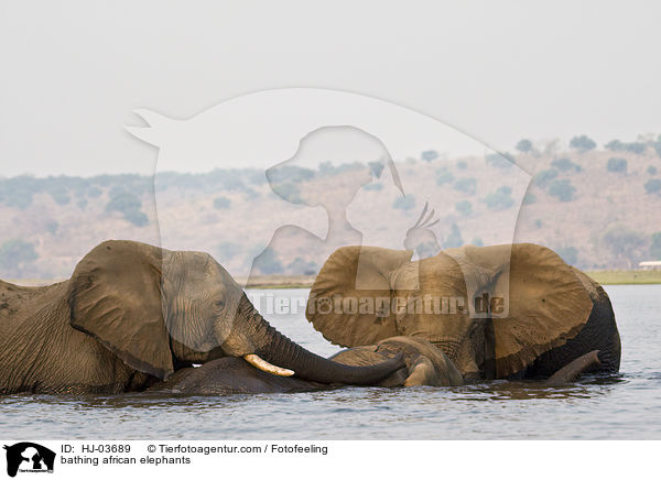 badende Afrikanische Elefanten / bathing african elephants / HJ-03689