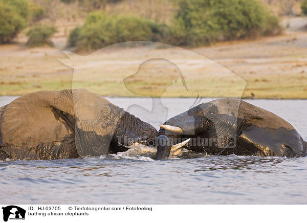 badende Afrikanische Elefanten / bathing african elephants / HJ-03705