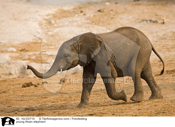 junger Afrikanischer Elefant / young frican elephant / HJ-03710