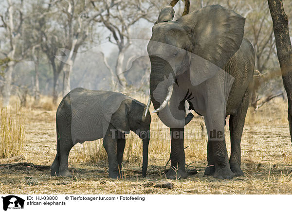 Afrikanische Elefanten / african elephants / HJ-03800