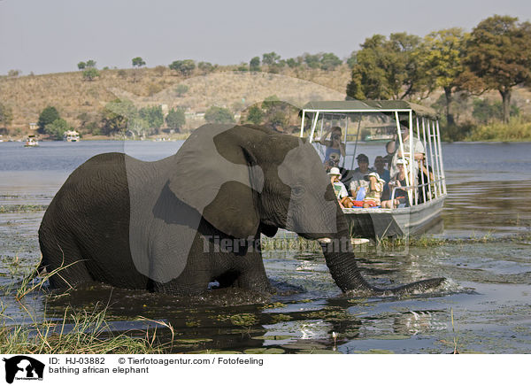 badender Afrikanischer Elefant / bathing african elephant / HJ-03882