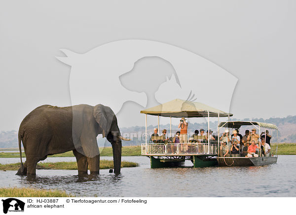Afrikanischer Elefant / african elephant / HJ-03887