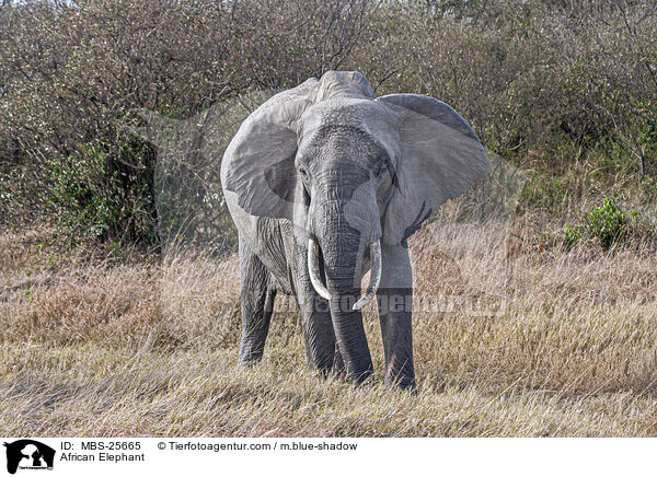 African Elephant / MBS-25665