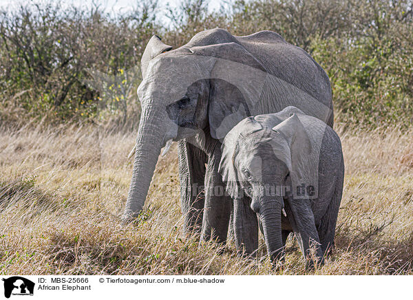 African Elephant / MBS-25666
