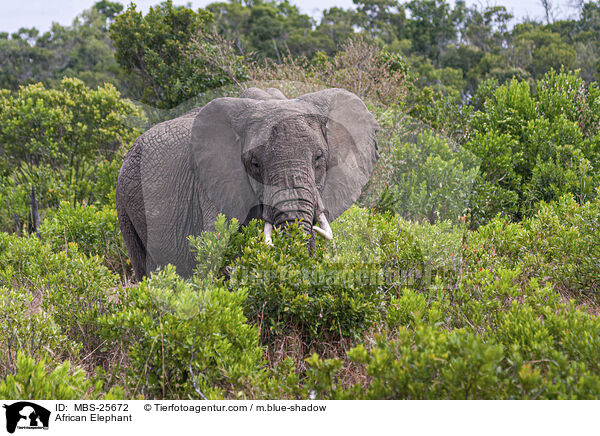 African Elephant / MBS-25672