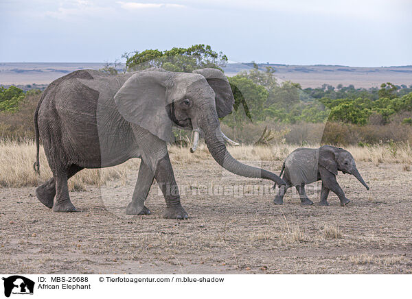 African Elephant / MBS-25688