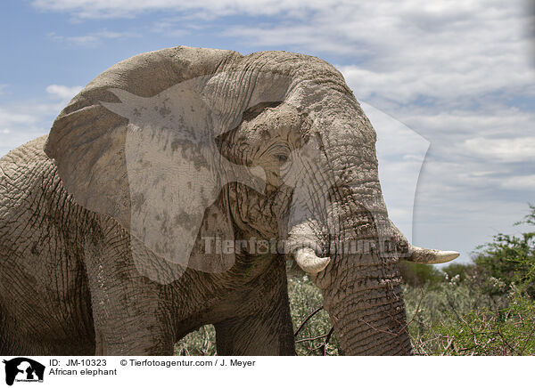 African elephant / JM-10323