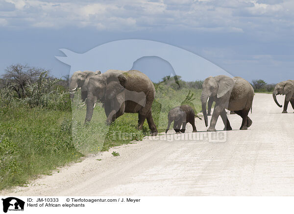 Herd of African elephants / JM-10333