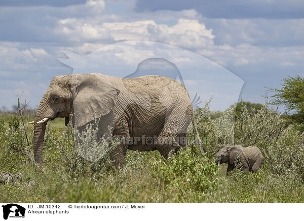 African elephants / JM-10342
