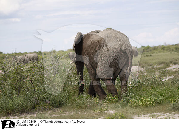 African elephant / JM-10349