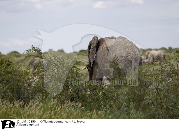 African elephant / JM-10350
