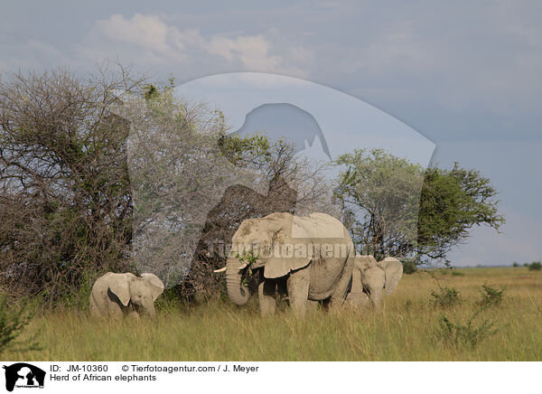 Herd of African elephants / JM-10360