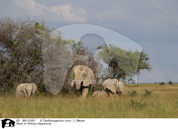 Herd of African elephants / JM-10361