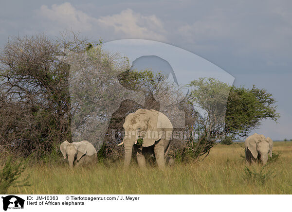 Herd of African elephants / JM-10363