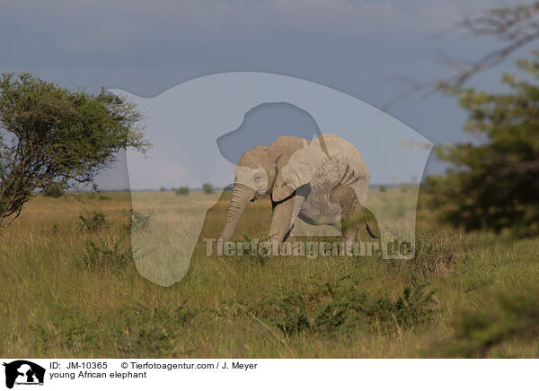 young African elephant / JM-10365
