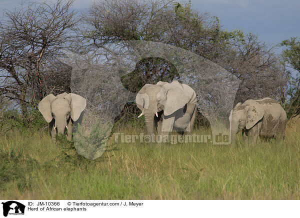 Herd of African elephants / JM-10366