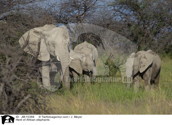 Herd of African elephants / JM-10368