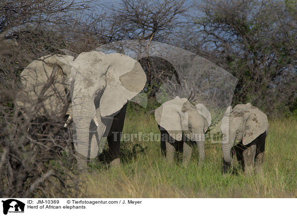 Herd of African elephants / JM-10369
