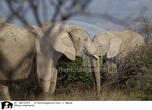African elephants / JM-10370