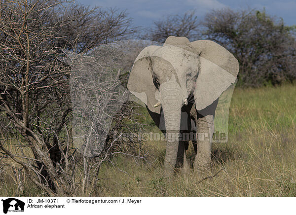 African elephant / JM-10371